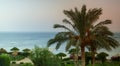 A landscape of date palms against the backdrop of the sea and a shimmering purple sunset sky.