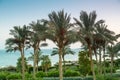 A landscape of date palms in the background of the sea and the shimmering purple sunset sky.