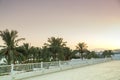 A landscape of date palms behind a fence in the background of the sea and the shimmering purple sunset sky.