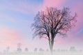 Bare Trees in Fog at Dawn Royalty Free Stock Photo