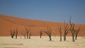 Dead Acacia trees in DeadVlei, Sossusvlei, Namibia Royalty Free Stock Photo