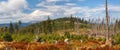 Landscape - dead and fallen trees and growing young living trees spruce, Bohemian Forest Sumava