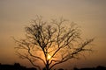 Landscape, dead tree branch on sky,Yellow sky background,Befor sunset.