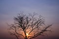 Landscape dead tree branch on sky,Yellow sky background,Befor sunset