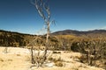 Landscape with dead trees. Mammoth Hot Springs, Yellowstone National Park, Wyoming, USA Royalty Free Stock Photo