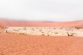 Landscape of Dead Vlei, Namibia Royalty Free Stock Photo