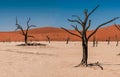 Landscape from Deadvlei, Sossusvlei desert with dead camelthorn trees against red dunes Royalty Free Stock Photo