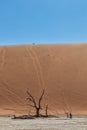 Landscape of death vlei, dead and dry trees with red dunes in Sossusvlei. Namibia.