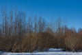 Birch trees and snow-covered willow undergrowth. Royalty Free Stock Photo