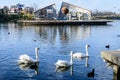 Decorative fountain and many white swans on Plumbuita lake (Lacul Plumbuita) and park, in Bucharest, Romania, in a