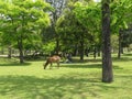 Landscape with a deer and visitors, resting under the trees in the public park Nara Park in the city of Nara, Japan. Royalty Free Stock Photo