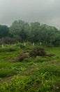 Landscape of deforestation of a natural forest, contrast of life and death of flora and fauna Royalty Free Stock Photo