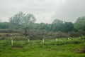 Landscape of deforestation of a natural forest, contrast of life and death of flora and fauna Royalty Free Stock Photo