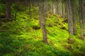 Landscape dense mountain forest.