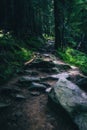 Landscape of dense mountain forest and magic path between the roots of trees.