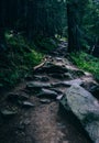 Landscape of dense mountain forest and magic path between the roots of trees.