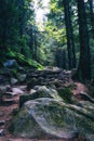 Landscape of dense mountain forest and magic path between the roots of trees.