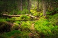 Landscape dense mountain forest.