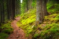 Landscape dense mountain forest.