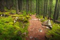 Landscape dense mountain forest.