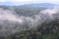 Landscape of dense tropical rainforest at Khao Yai national park