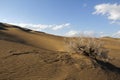 A tree in desert surrounded by sand Royalty Free Stock Photo