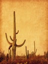 Landscape of the desert with Saguaro cacti. Photo in retro style. Added paper texture. Toned image Royalty Free Stock Photo