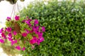 Landscape design concept. Hanging petunia flower.