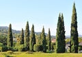 Landscape design with cypresses