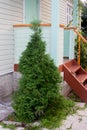 Landscape design in a garden - plant a thuja