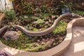 Landscape design gardening