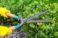 Landscape design. Hand with scissors, cutting of bushes Royalty Free Stock Photo