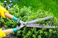 Landscape design. Hand with scissors, cutting of bushes Royalty Free Stock Photo
