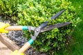 Landscape design. Hand with scissors, cutting of bushes Royalty Free Stock Photo