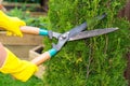 Landscape design. Hand with scissors, cutting of bushes Royalty Free Stock Photo