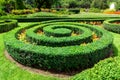 Landscape design hedge of boxwood spiraling. Royalty Free Stock Photo