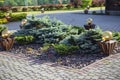 Landscape design in home garden, natural landscaping with flower bed and decorative stones in backyard. Beautiful landscaped garde Royalty Free Stock Photo