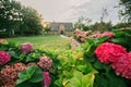 Landscape design of a site with trimmed lawn and a house. Pink hydrangeas in the garden.Flower beds in the garden. house Royalty Free Stock Photo