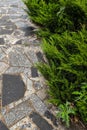 Landscape design stone path, green juniper bushes