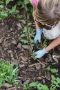 Woman pruning young growth stem of decorative apple tree