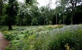 Beautiful Wildflowers at Trentham Estate 1