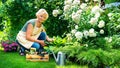 Landscape designer at work in the garden. A smiling senior woman in an apron is caring her roses in a mixed border with garden