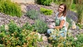 Landscape designer at work. Woman gardener in apron takes care of flowers on a lavender bush. Works on landscaping in the garden Royalty Free Stock Photo