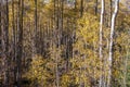 Landscape detail of a forest of aspen trees in autumn Royalty Free Stock Photo