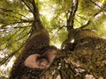 Landscape detail, tree trunk seen from the bottom up, with branches and leaves illuminated by the sun Royalty Free Stock Photo