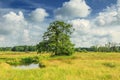 Landscape Deurzediep River Valley with marshes and solitary tree against background with beautiful Dutch cloudy sky Royalty Free Stock Photo