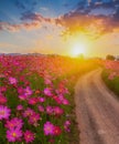 Landscape of the dirt road and beautiful cosmos flower field at sunset time