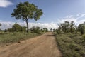 landscape with dirt road and big Marula tree in shrubland at Kruger park, South Africa