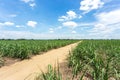 Dirt road go into the farm between sugarcane farm, sugar field, with clear blue sky Royalty Free Stock Photo