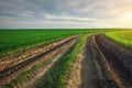 Landscape with dirt road between meadow early in spring. Agricultural, fields and pastures. Nature design